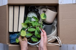 Essential Tips for Moving Plants to Your New Home From Safe Ship Moving Services